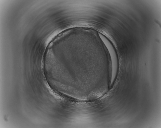 X0000099450944200805231738