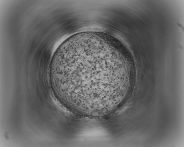 X0000099450960200805231738