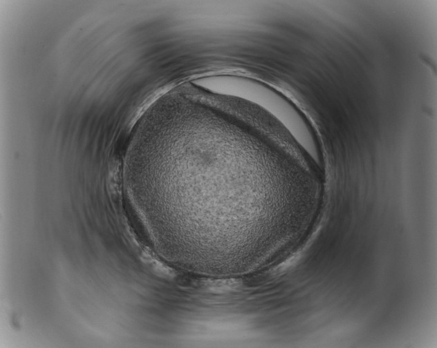 X0000099451001200805231737