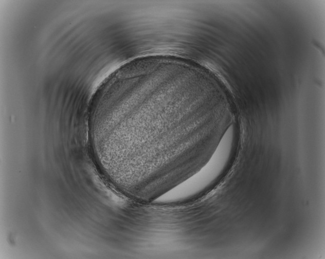 X0000099451069200805231736