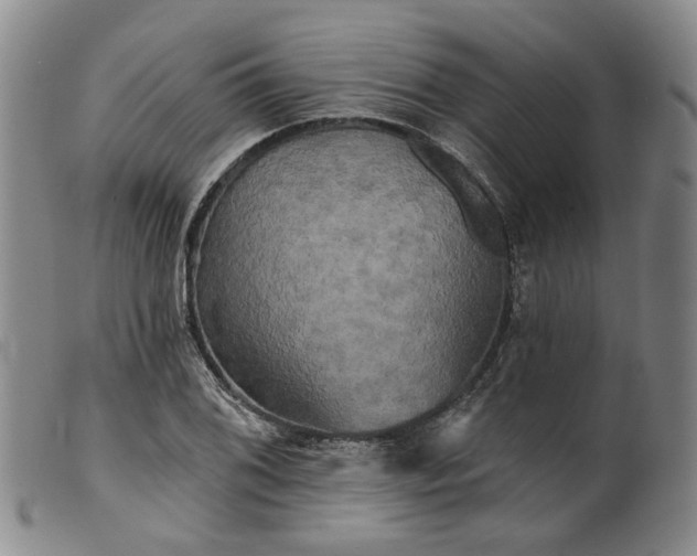 X0000099451076200805231736