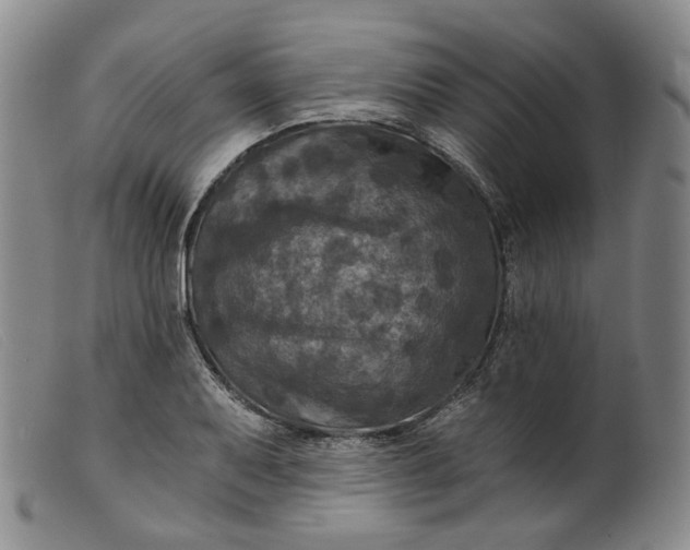 X0000099451079200805231736