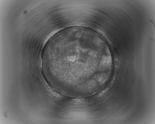 X0000099451125200805231735