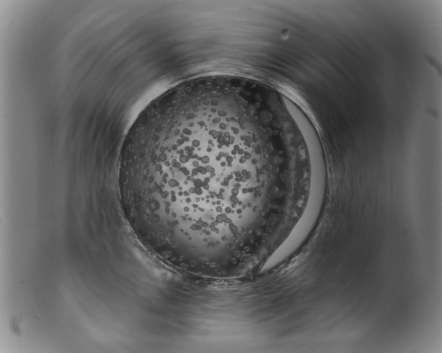 X0000099451146200805231735