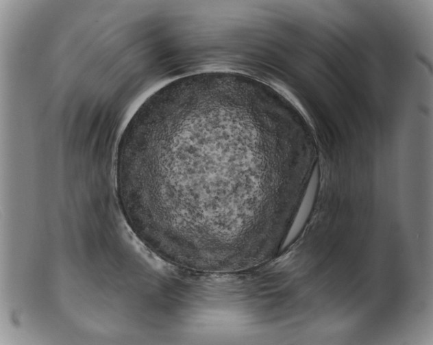 X0000099451148200805231735