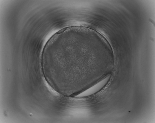 X0000099451152200805231735