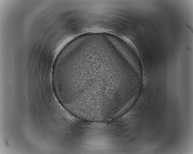 X0000099451183200805231734