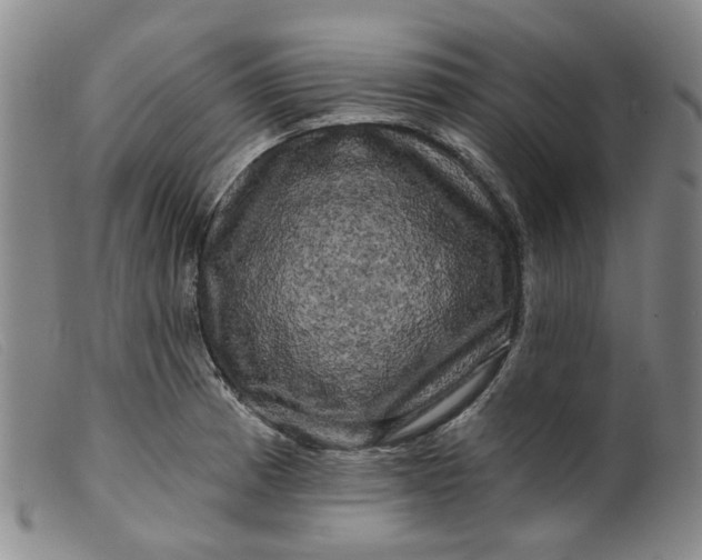 X0000099451185200805231734