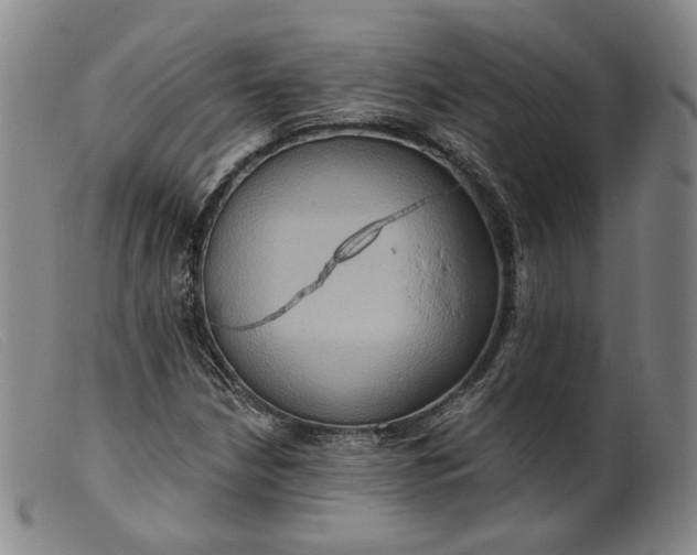 X0000099451210200805231733