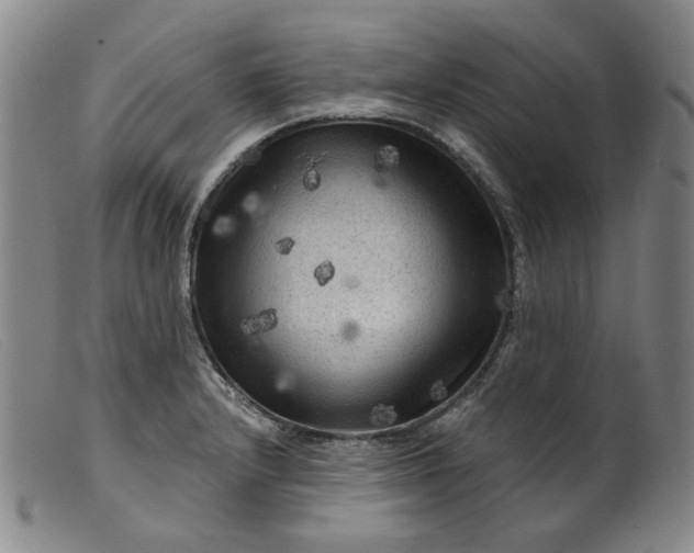 X0000099451232200805231733