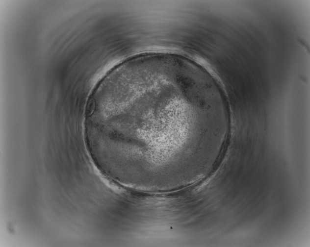 X0000099451237200805231734