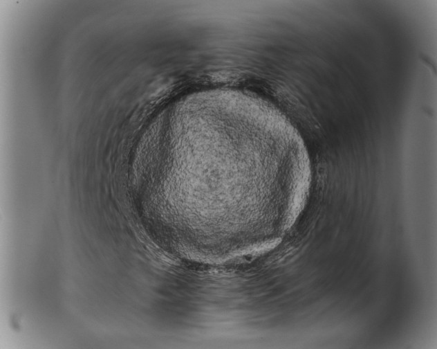 X0000099451249200805231733