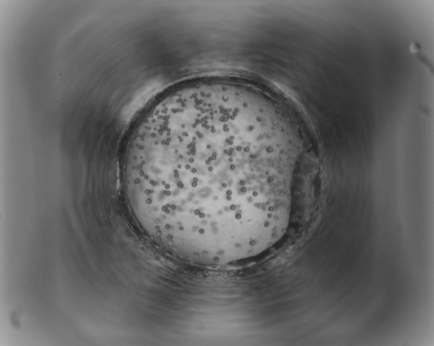 X0000099451267200805231733