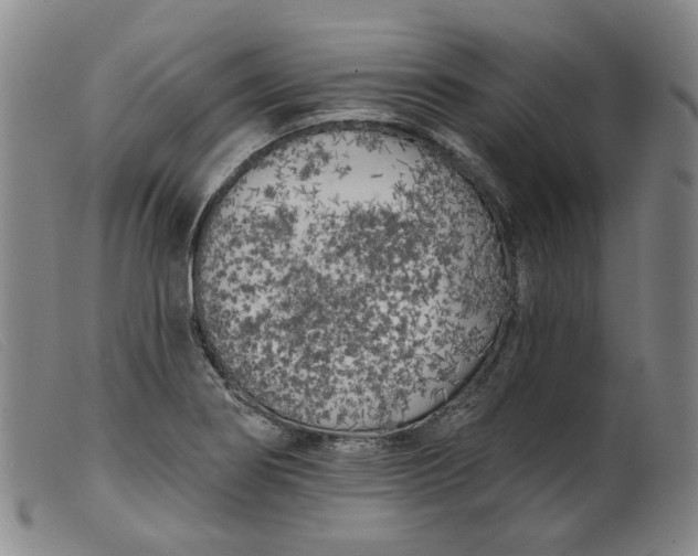 X0000099451274200805231732