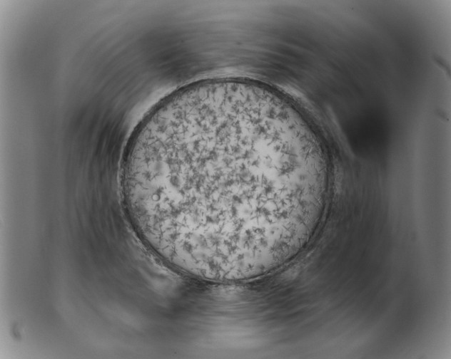 X0000099451278200805231732