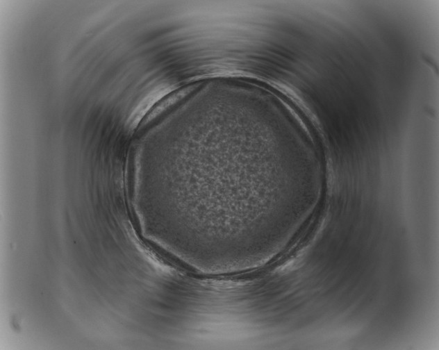 X0000099451289200805231732