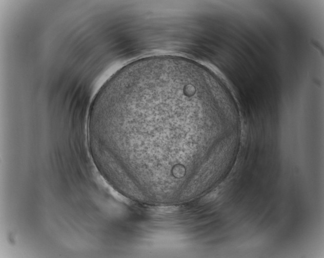 X0000099451294200805231732