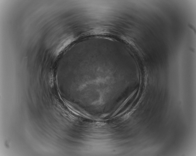 X0000099451306200805231731