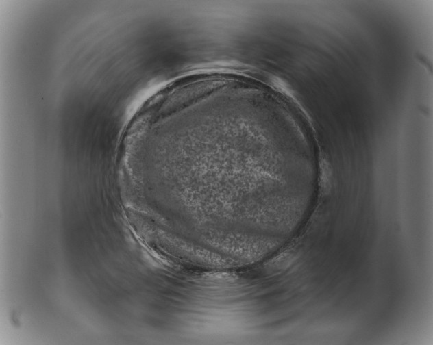 X0000099451320200805231732