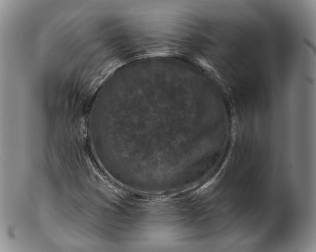 X0000099451353200805231731