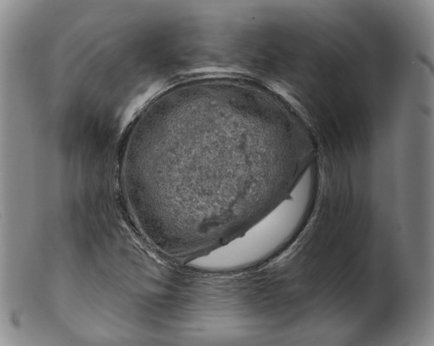 X0000099451357200805231731