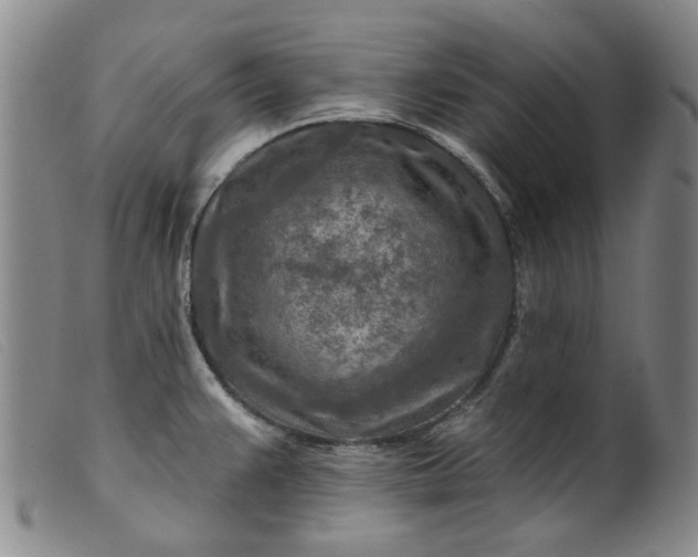 X0000099451383200805231731