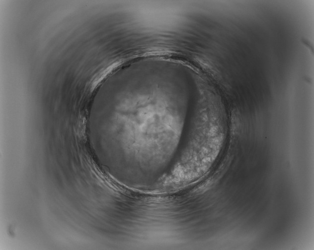 X0000099451401200805231730