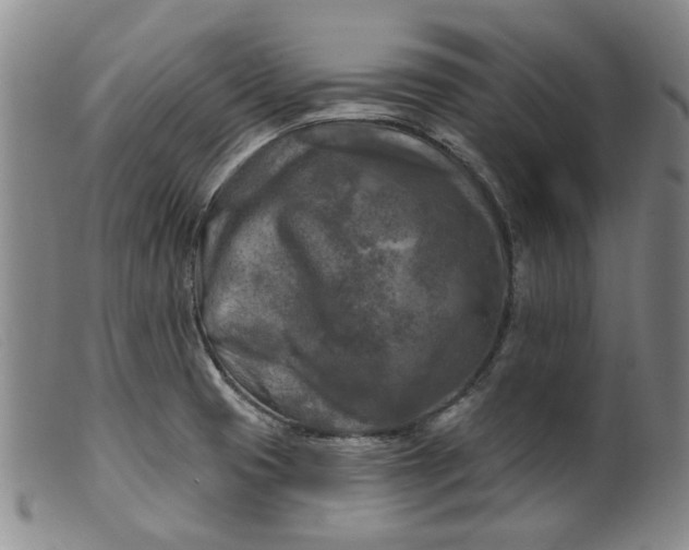 X0000099451425200805231730