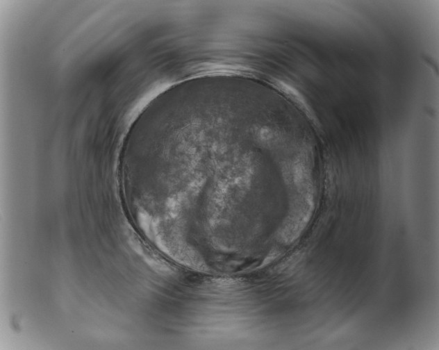 X0000099451427200805231730