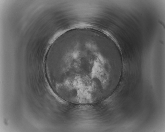 X0000099451429200805231731