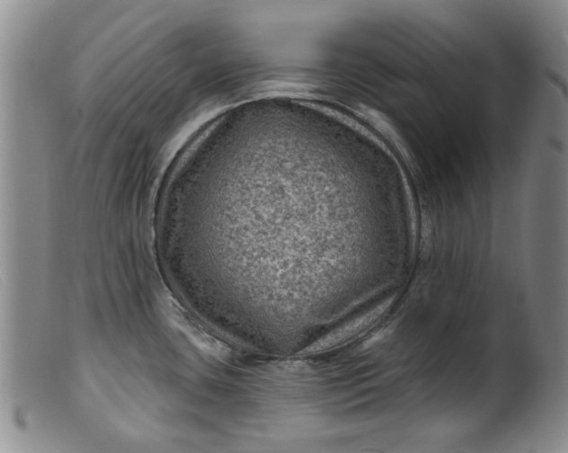 X0000099451435200805231731