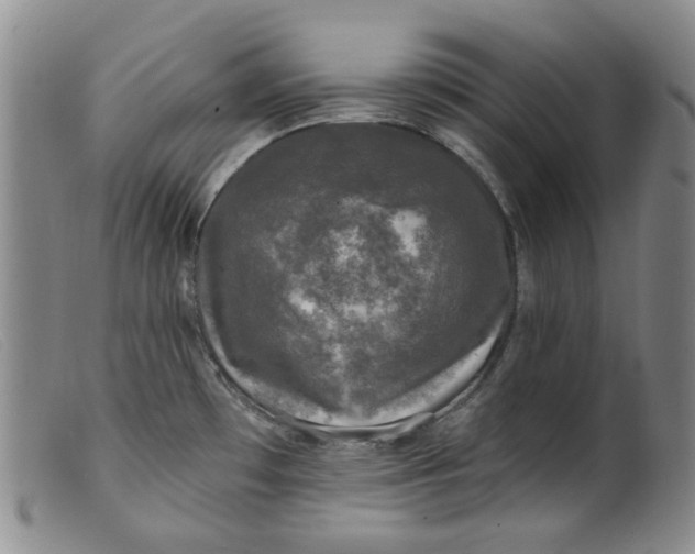 X0000099451481200805231729