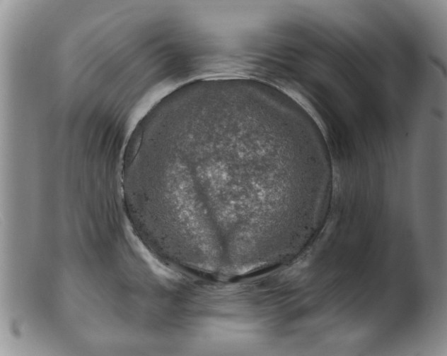 X0000099451485200805231729