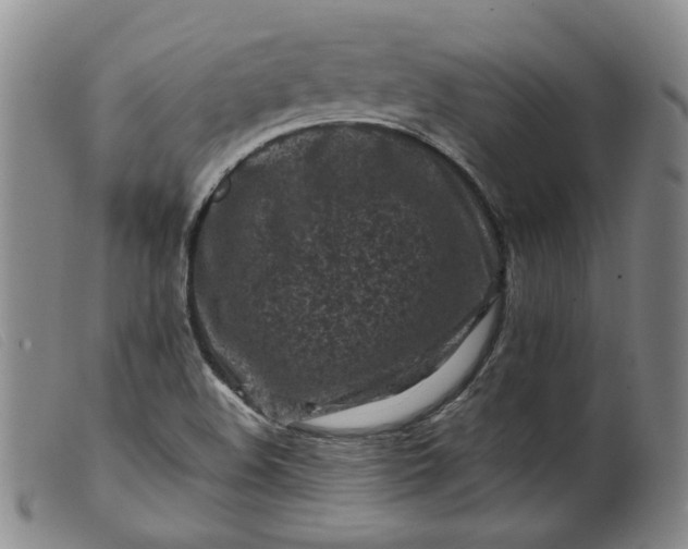 X0000099451508200805231729