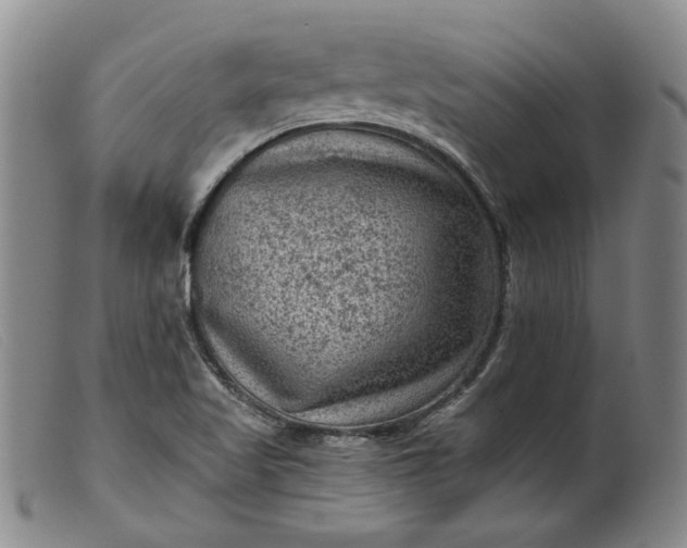 X0000099451509200805231729