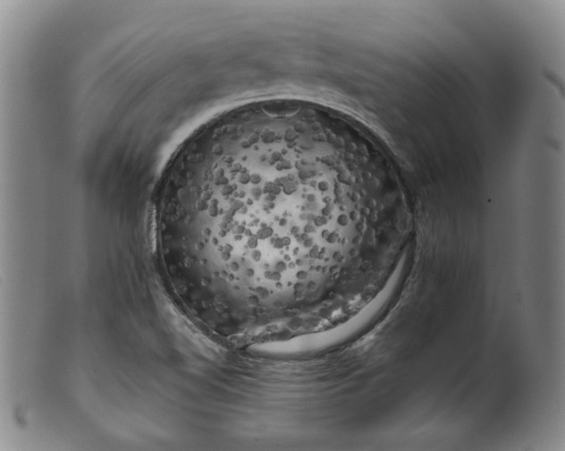 X0000099451510200805231729