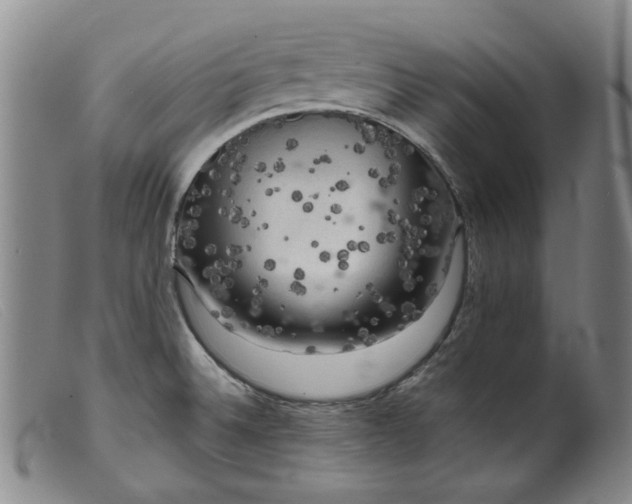 X0000099451524200805231729