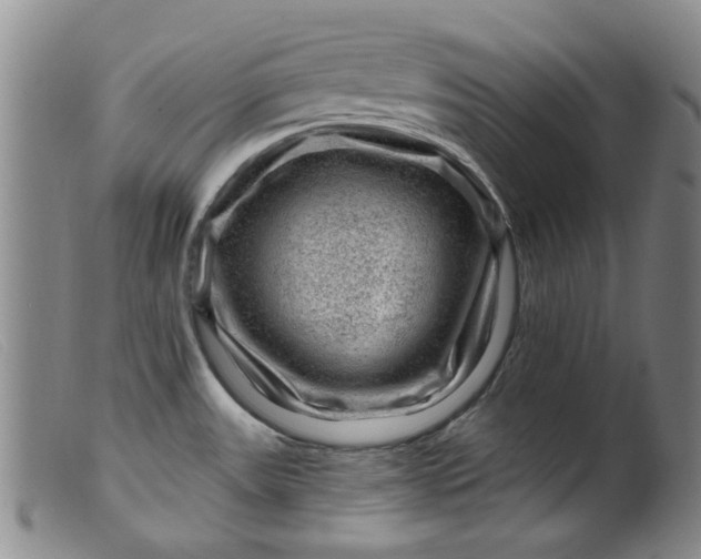 X0000099451531200805231729