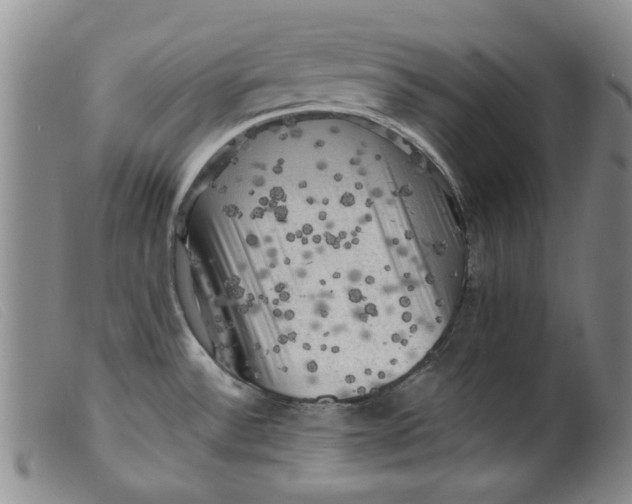 X0000099451532200805231729