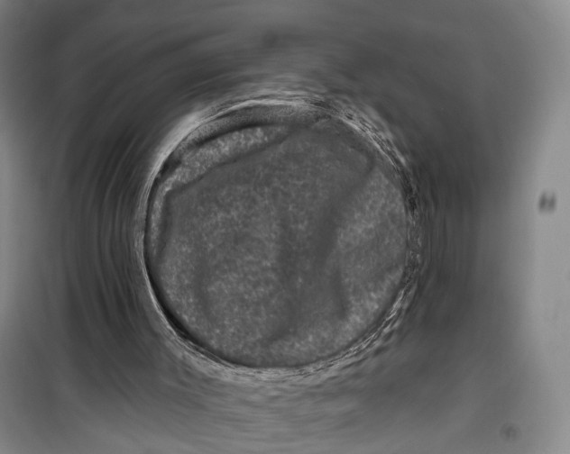 X0000099450003200805301523