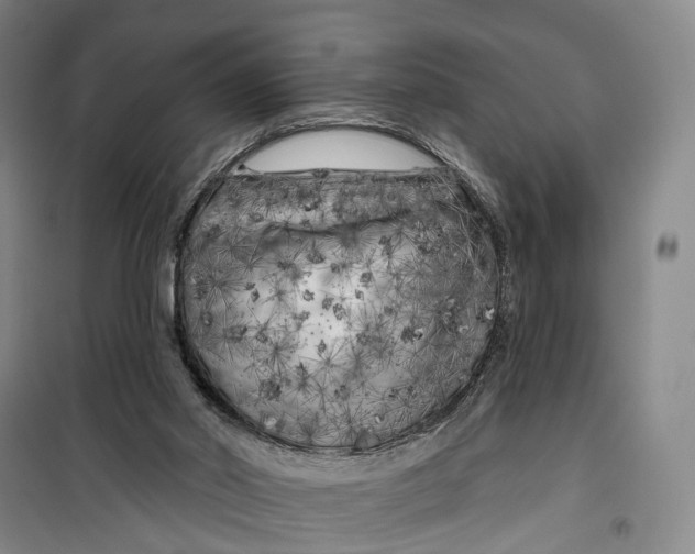 X0000099450014200805301522