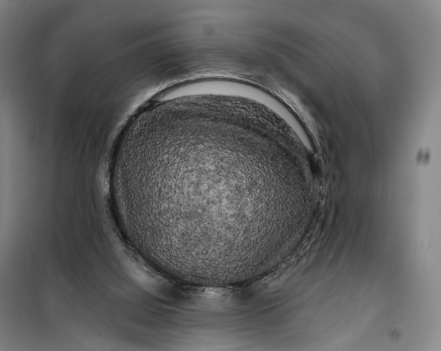 X0000099450060200805301521