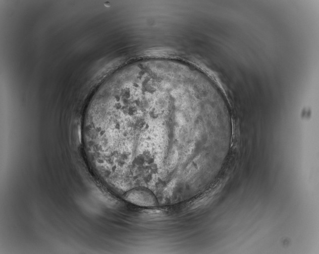 X0000099450061200805301521