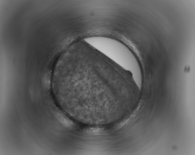 X0000099450065200805301521