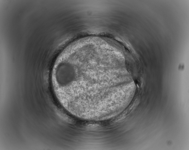 X0000099450066200805301522