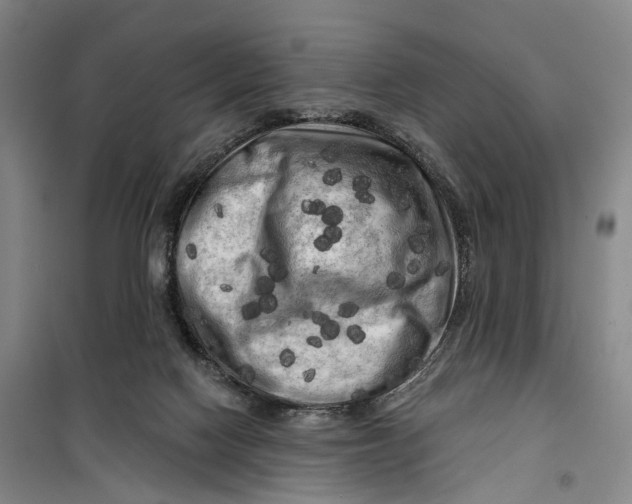 X0000099450074200805301522