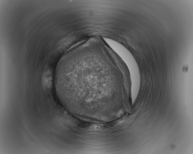 X0000099450080200805301522