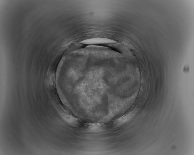 X0000099450096200805301522