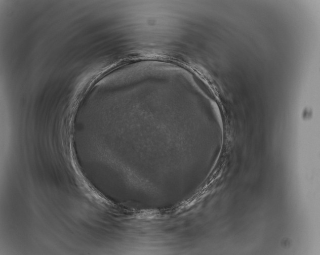 X0000099450097200805301521