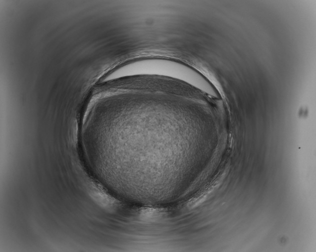 X0000099450109200805301521